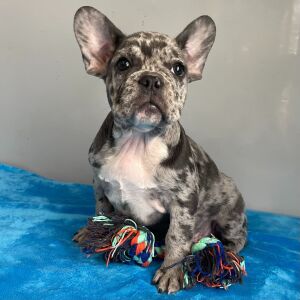 French Bulldog Puppy Parker