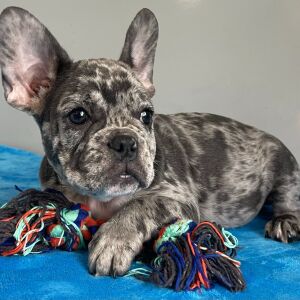 French Bulldog Puppy Parker
