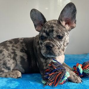 French Bulldog Puppy Parker