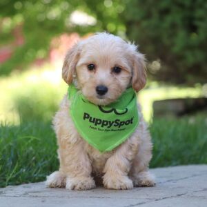 Maltipoo Puppy Hans