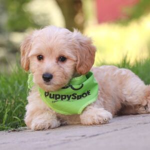 Maltipoo Puppy Hans