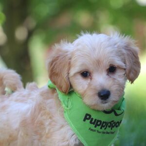 Maltipoo Puppy Hans