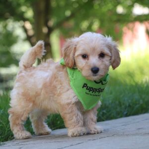 Maltipoo Puppy Hans