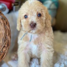 Labradoodle Puppy Baxter