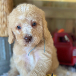 Labradoodle Puppy Baxter