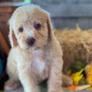 Labradoodle Puppy Baxter