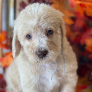 Labradoodle Puppy Baxter