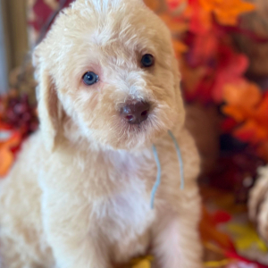 Labradoodle Puppy Baxter
