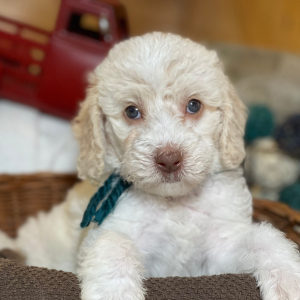 Labradoodle Puppy Rockin Rosie