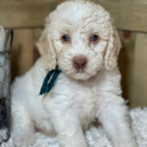 Labradoodle Puppy Rockin Rosie