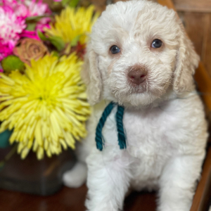 Labradoodle Puppy Rockin Rosie