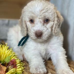 Labradoodle Puppy Rockin Rosie