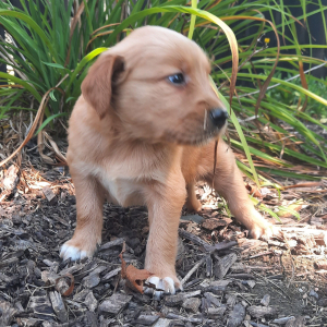 Golden Retriever Puppy Skyler