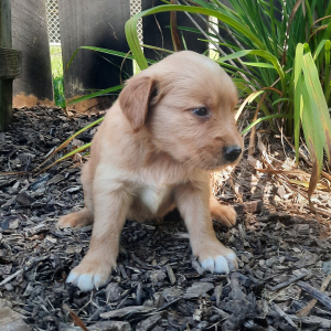 Golden Retriever Puppy Skyler