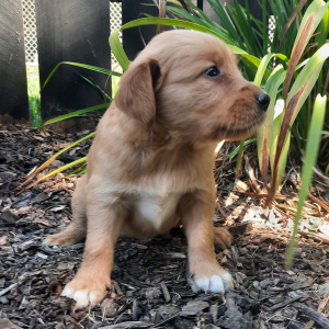 Golden Retriever Puppy Skyler