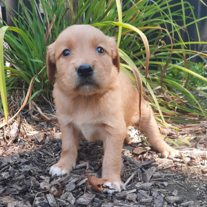 Golden Retriever Puppy Skyler
