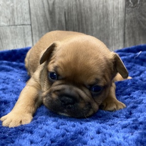 French Bulldog Puppy Zion