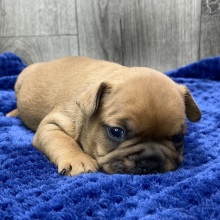 French Bulldog Puppy Zion
