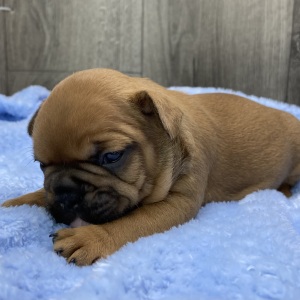 French Bulldog Puppy Zion