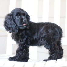 Cocker Spaniel Puppy Midnight