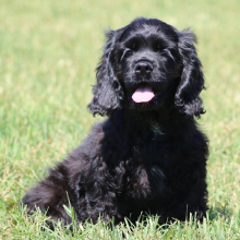 Cocker Spaniel Puppy Midnight