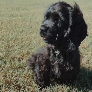 Cocker Spaniel Puppy Midnight