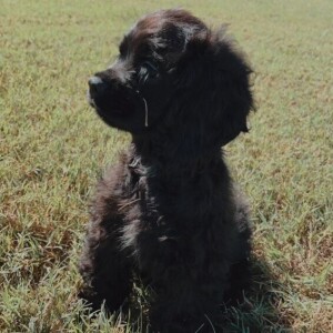 Cocker Spaniel Puppy Midnight