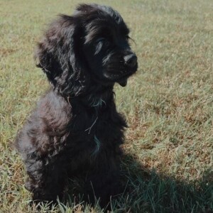 Cocker Spaniel Puppy Midnight