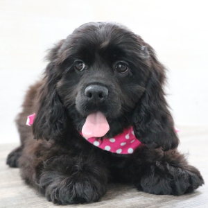 Cocker Spaniel Puppy Midnight