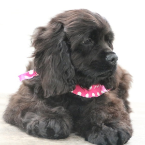 Cocker Spaniel Puppy Midnight