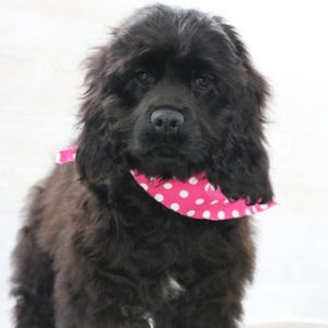 Cocker Spaniel Puppy Midnight