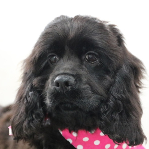 Cocker Spaniel Puppy Midnight