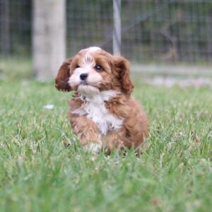 Cavapoo Puppy Ivan