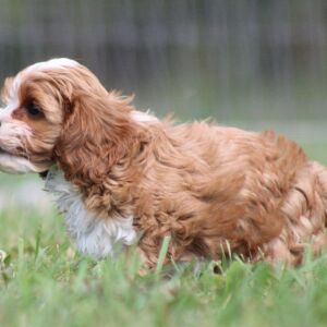 Cavapoo Puppy Ivan
