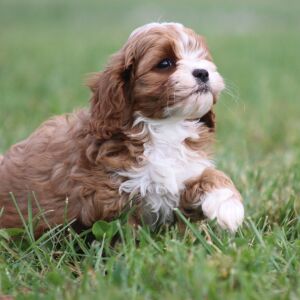 Cavapoo Puppy Ivan