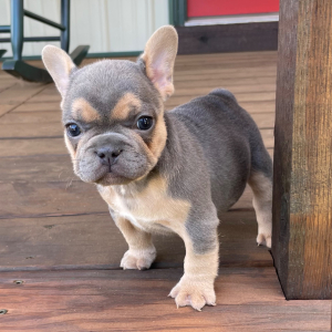 French Bulldog Puppy Sophie