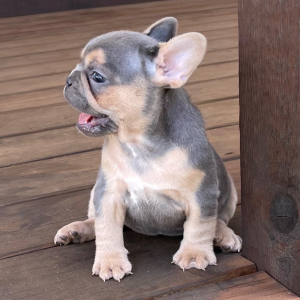 French Bulldog Puppy Sophie