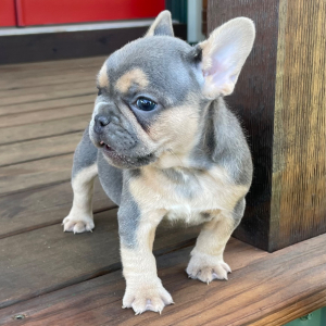 French Bulldog Puppy Sophie