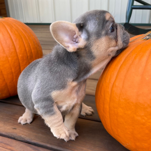 French Bulldog Puppy Sophie