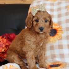 Goldendoodle Puppy Maizy
