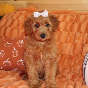 Goldendoodle Puppy Maizy