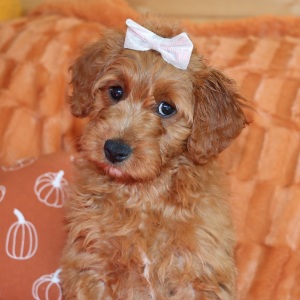 Goldendoodle Puppy Maizy