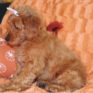 Goldendoodle Puppy Maizy