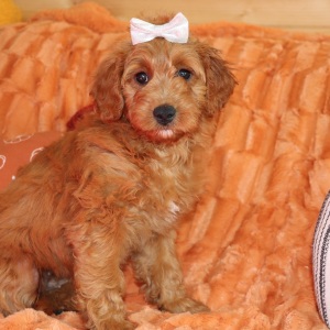 Goldendoodle Puppy Maizy