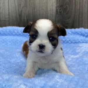 Shih Tzu Puppy Oscar