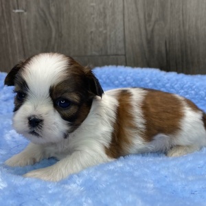 Shih Tzu Puppy Oscar