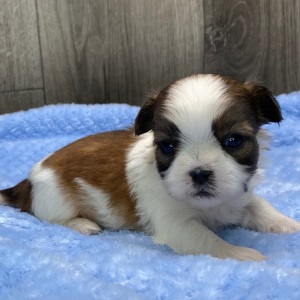 Shih Tzu Puppy Oscar