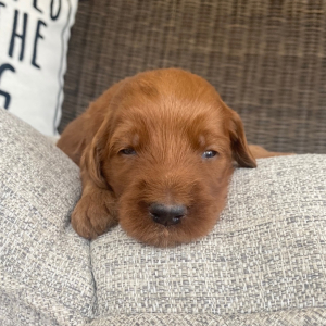 Goldendoodle Puppy Reese