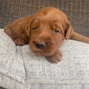 Goldendoodle Puppy Reese