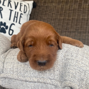 Goldendoodle Puppy Reese